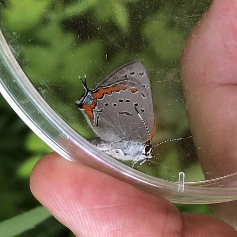 Acadian Hairstreak butterfly