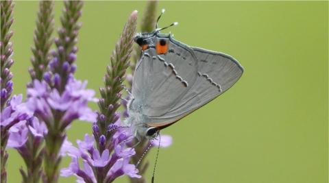 Gray Hairstreak. Photo by George DeWolf.