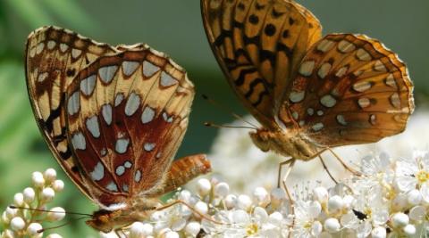 Great Spangled Fritillaries. Photo by Amy Highstrom.