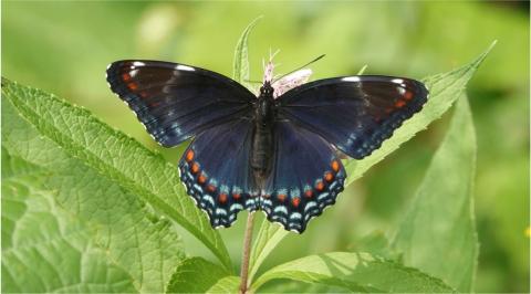 Red Spotted Purple. Photo by George DeWolf.