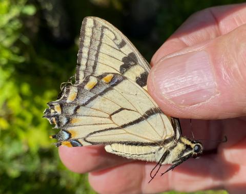 Swallowtail butterfly in hand