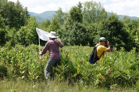Volunteers with net and bincoluars in field surveying for butterflies
