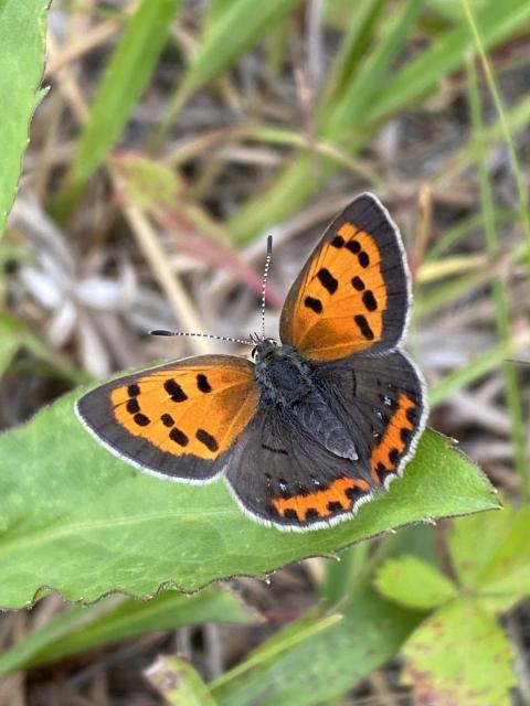 American Copper butterfly