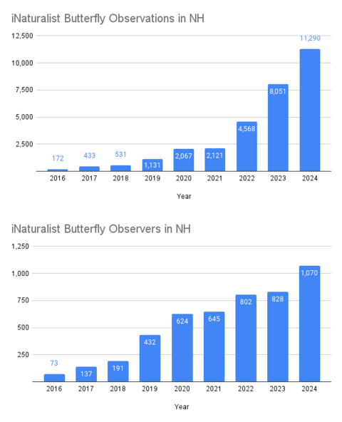 Graphs of butterfly observations in NH