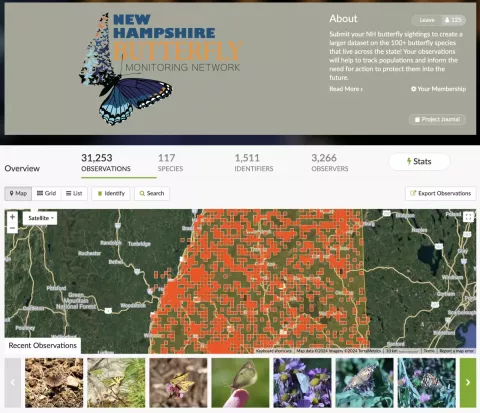 NH Butterfly Monitoring Network on iNaturalist 