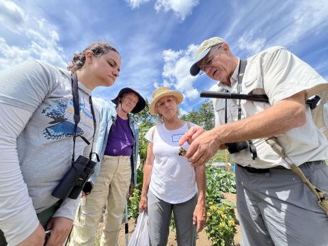 A group of volunteers work to identify a butterfly in the field 